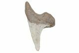 Fossil Ginsu Shark (Cretoxyrhina) Tooth - Kansas #219141-1